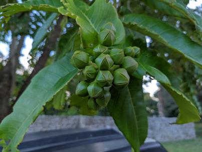 column Bud