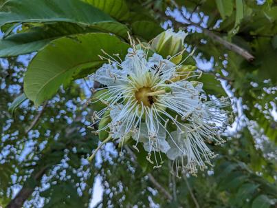column Flower