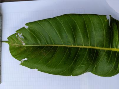 column Leaf