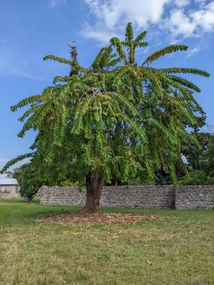 column Plant