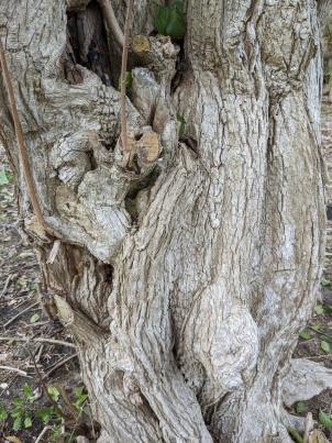 column Bark
