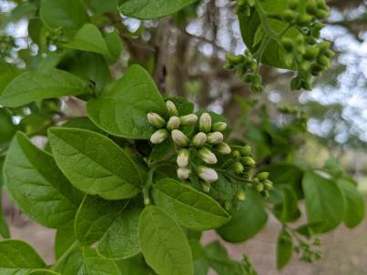 column Bud