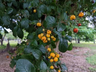 column Fruit