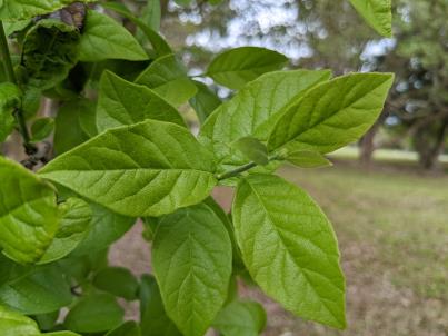 column Leaf