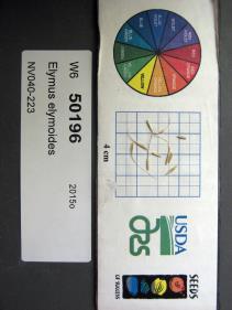 Click for 1 image(s) for this accession. SEED