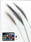 Click for 1 image(s) for this accession. HEAD