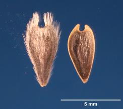 Click for 2 image(s) for this accession. SEED