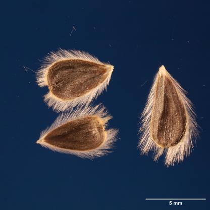 SEED