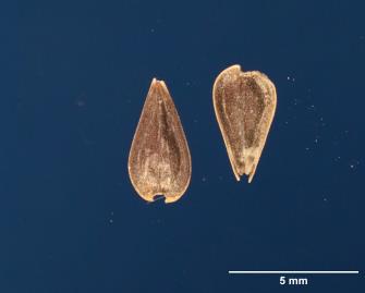 Click for 2 image(s) for this accession. SEED