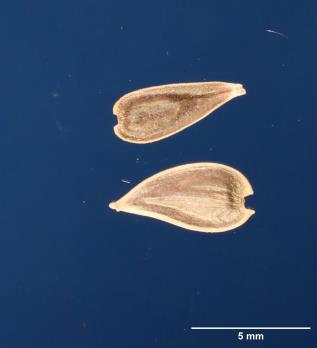 Click for 2 image(s) for this accession. SEED