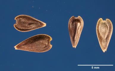 Click for 2 image(s) for this accession. SEED