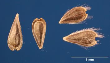 Click for 2 image(s) for this accession. SEED