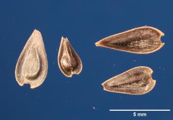 Click for 2 image(s) for this accession. SEED