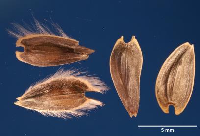 Click for 2 image(s) for this accession. SEED