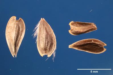 Click for 2 image(s) for this accession. SEED