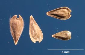 Click for 2 image(s) for this accession. SEED