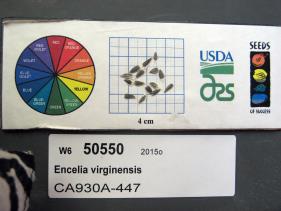 Click for 1 image(s) for this accession. SEED
