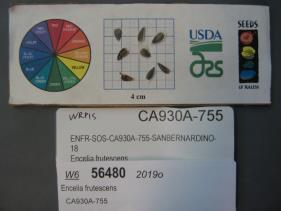Click for 1 image(s) for this accession. SEED