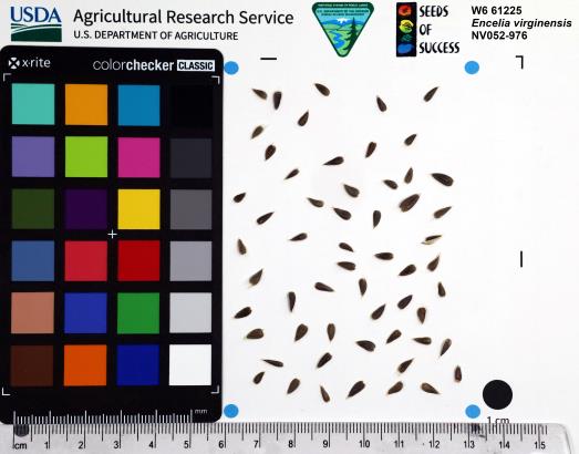 Click for 1 image(s) for this accession. SEED