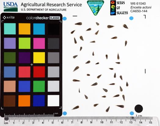 Click for 1 image(s) for this accession. SEED