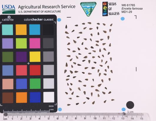 Click for 1 image(s) for this accession. SEED