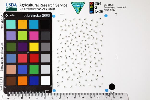 Click for 1 image(s) for this accession. SEED