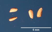 SEED