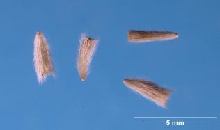 SEED