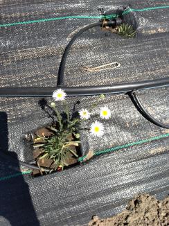 Click for 1 image(s) for this accession. PLANT