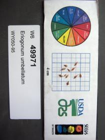 Click for 1 image(s) for this accession. SEED