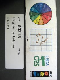 Click for 1 image(s) for this accession. SEED