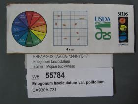 Click for 1 image(s) for this accession. SEED