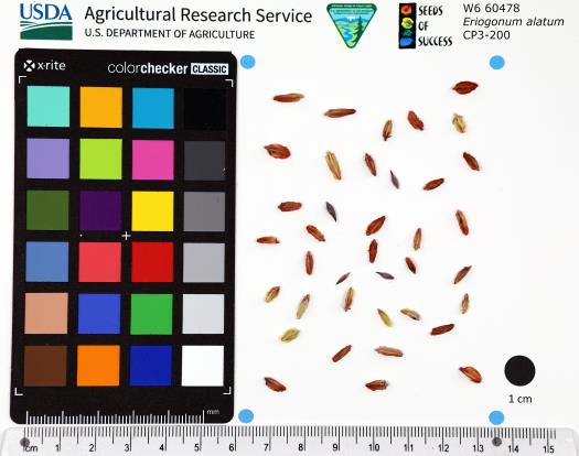 SEED