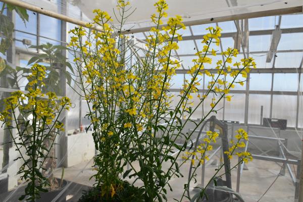 column PLANT
