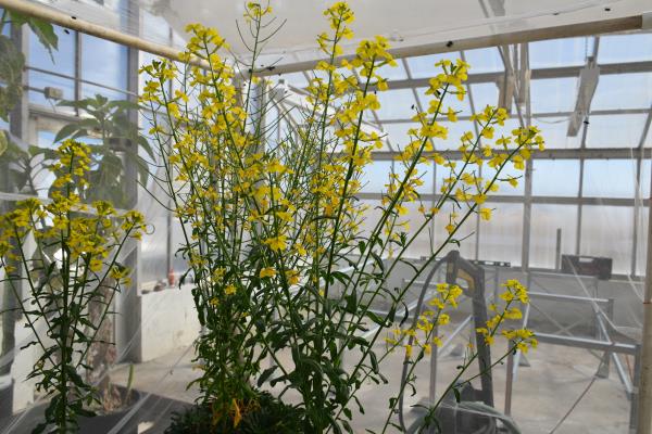 column PLANT