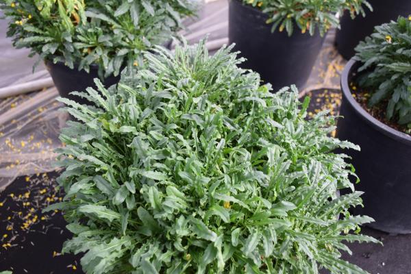 column PLANT
