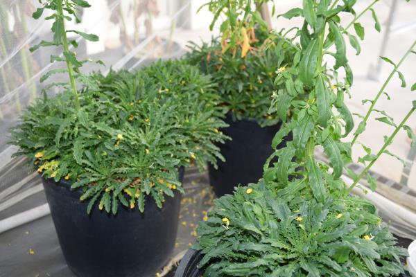 column PLANT