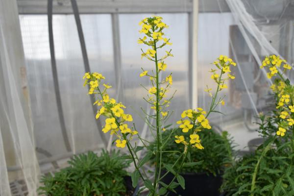 column FLOWER