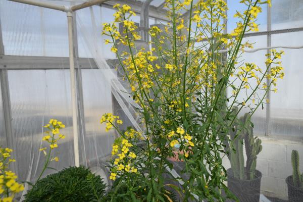 column PLANT