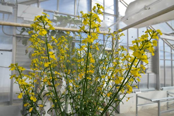 column PLANT