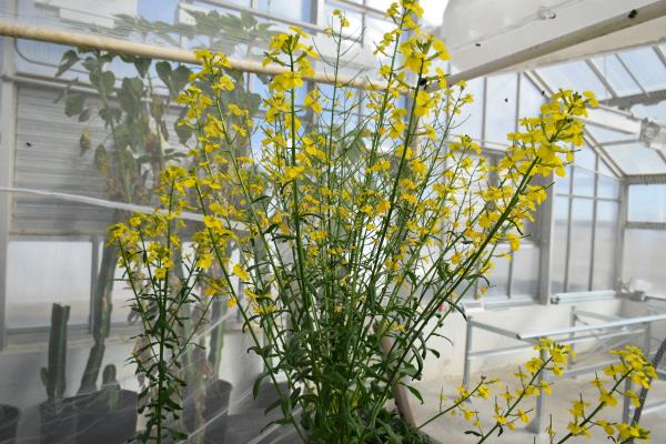 column PLANT