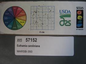 Click for 1 image(s) for this accession. SEED