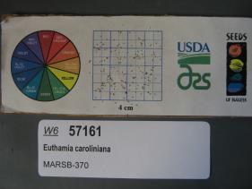 Click for 1 image(s) for this accession. SEED