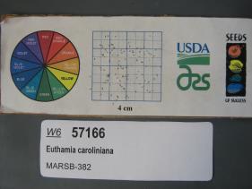 Click for 1 image(s) for this accession. SEED