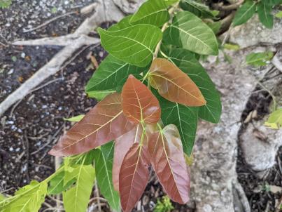 column Leaf