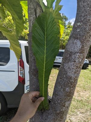 column Leaf