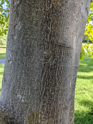 column Bark