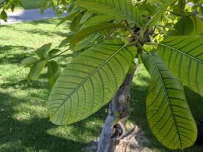 column Leaf