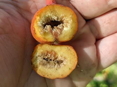 column Fruit