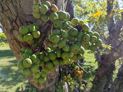 column Fruit